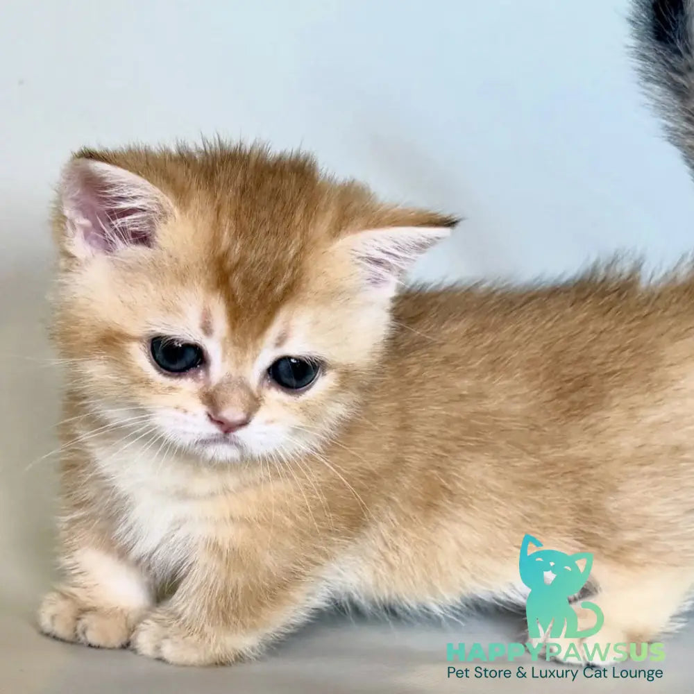 Qamra Munchkin female black golden shaded - live animals