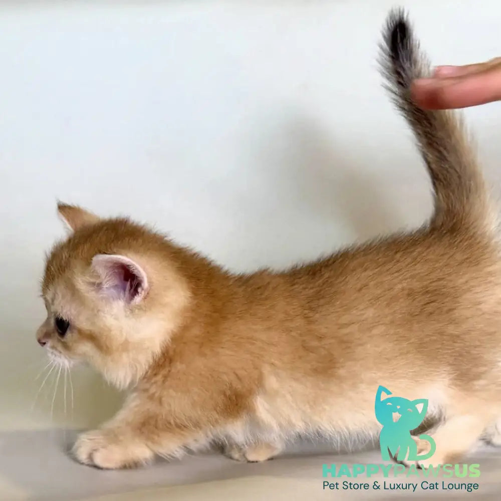 Qamra Munchkin female black golden shaded - live animals