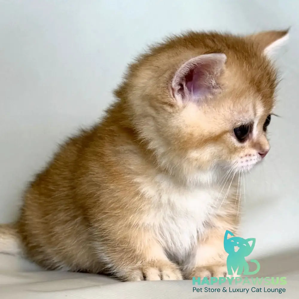 Qamra Munchkin female black golden shaded - live animals