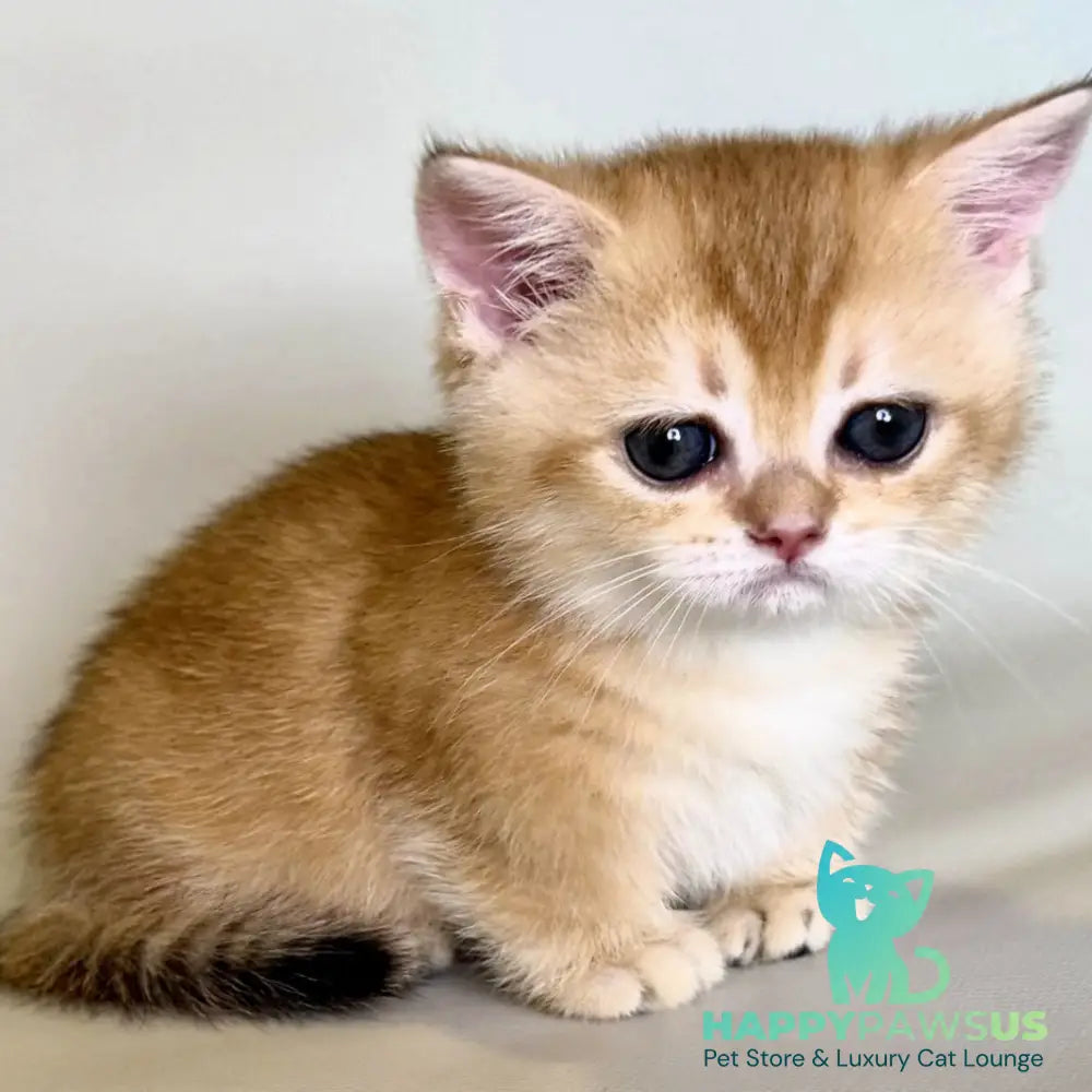 Qamra Munchkin female black golden shaded - live animals