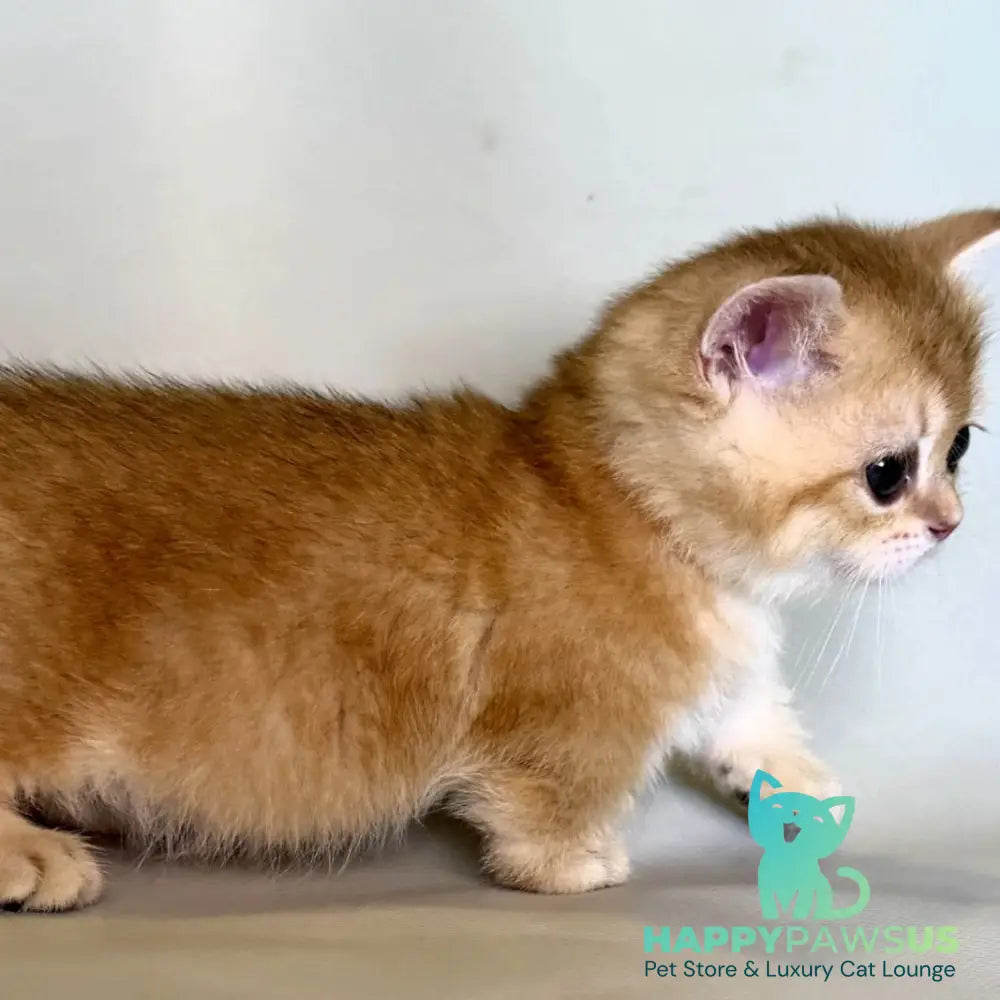 Qamra Munchkin female black golden shaded - live animals