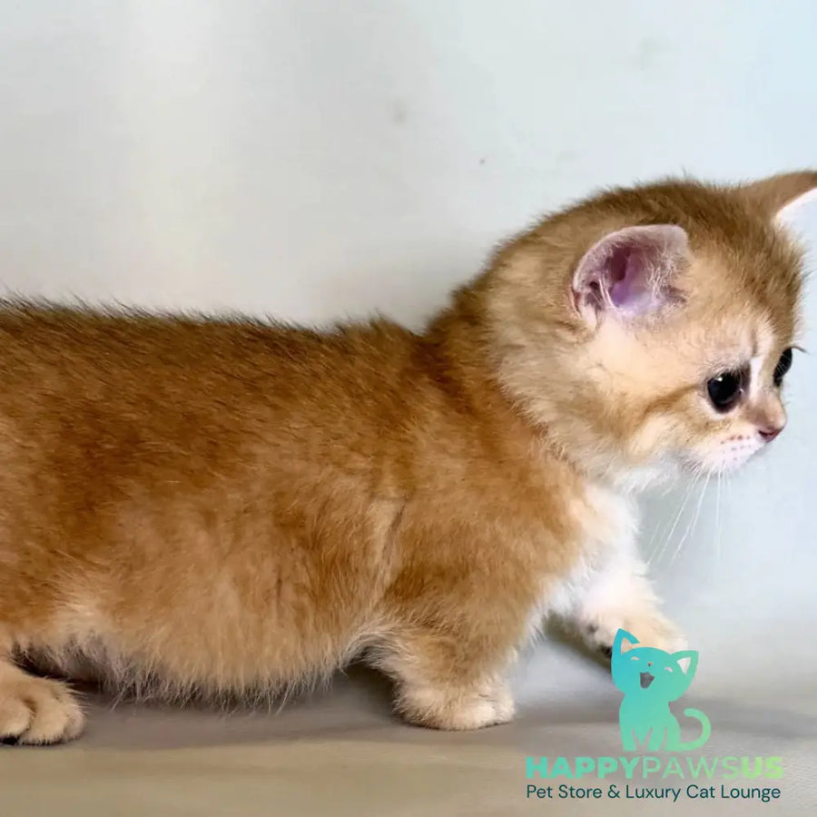 Qamra Munchkin female black golden shaded - live animals