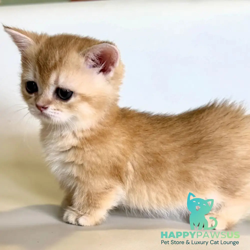 Qamra Munchkin female black golden shaded - live animals