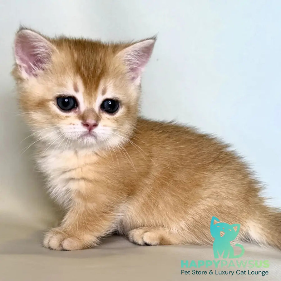 Qamra Munchkin female black golden shaded - live animals