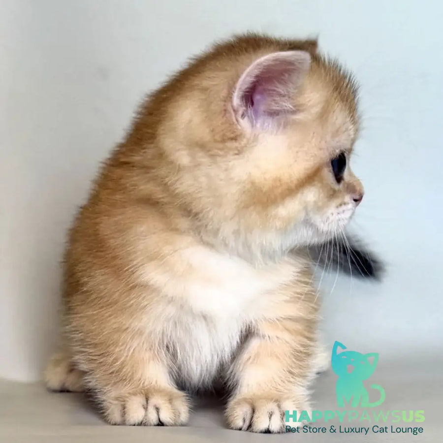 Qamra Munchkin female black golden shaded - live animals