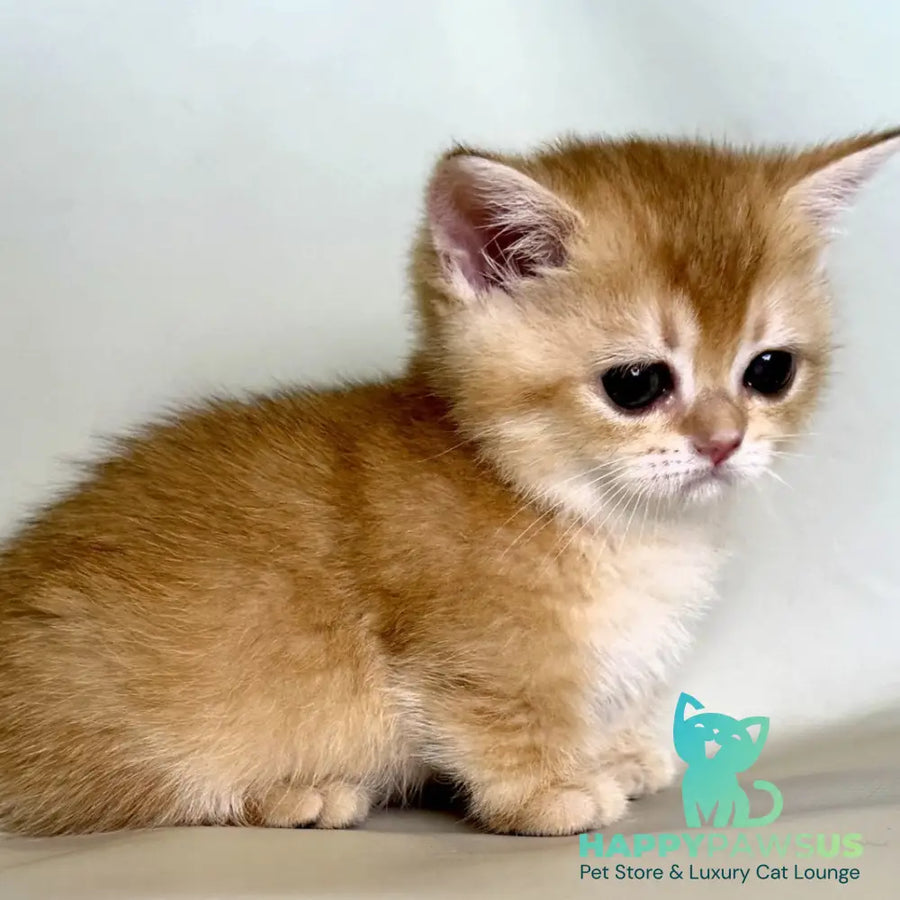 Qamra Munchkin female black golden shaded - live animals