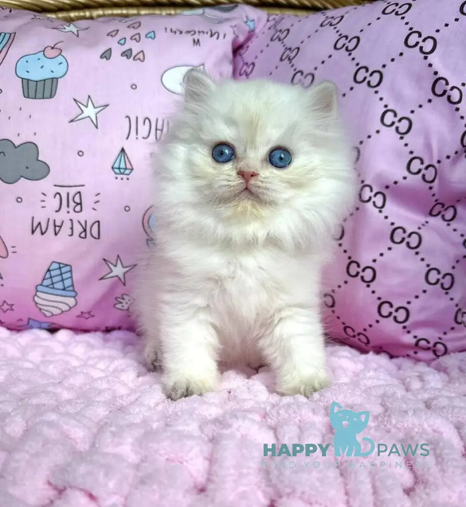 Qasim British Longhair male blue golden chinchilla pointed live animals