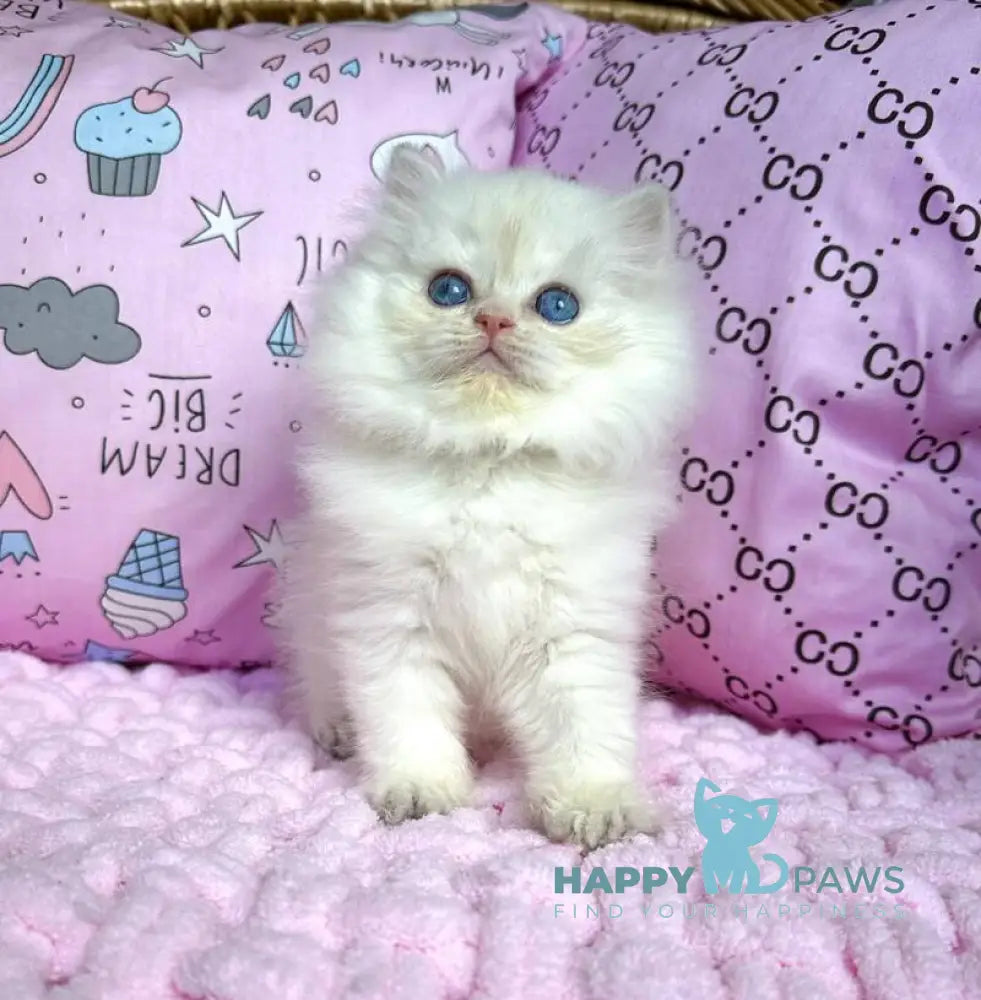 Qasim British Longhair male blue golden chinchilla pointed live animals