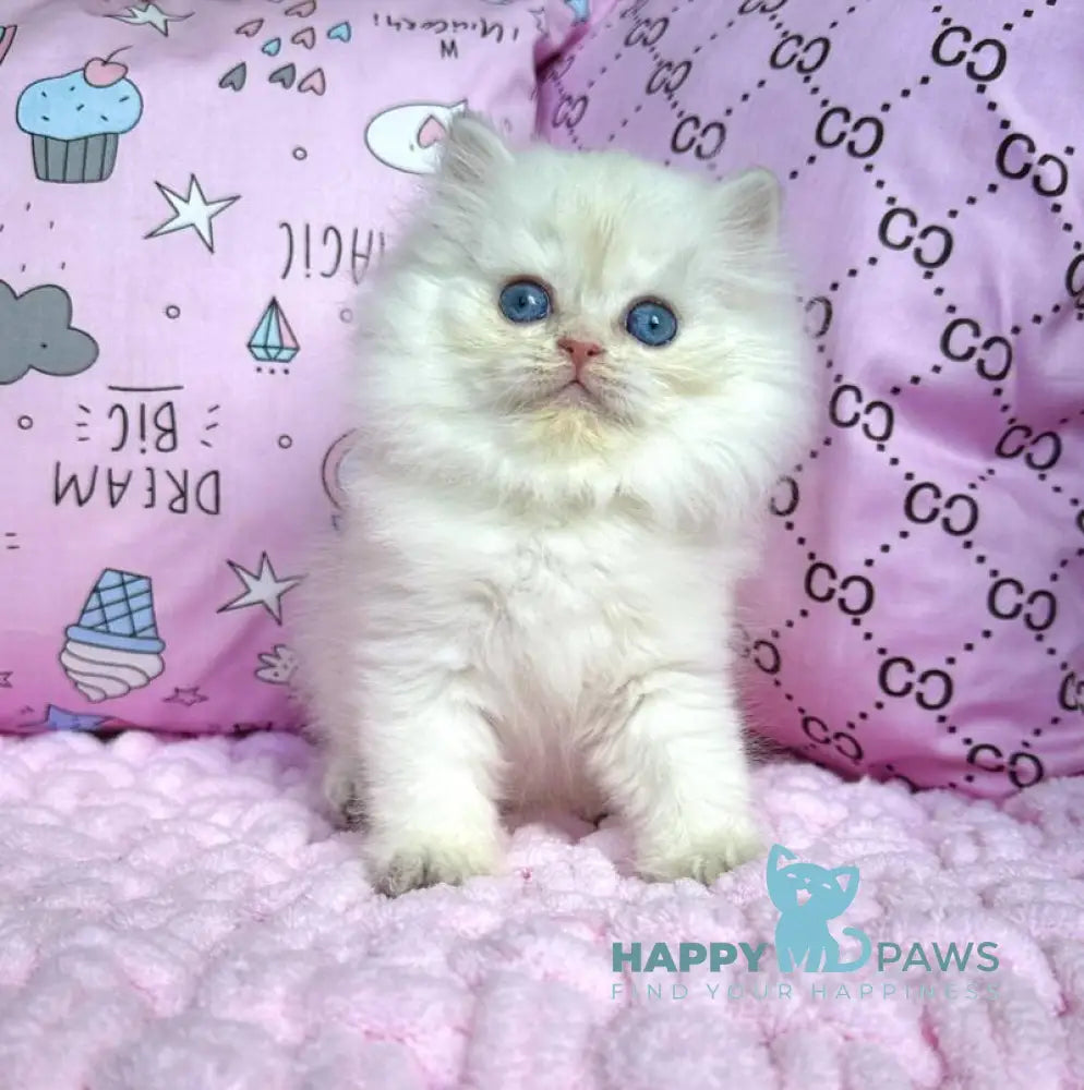Qasim British Longhair male blue golden chinchilla pointed live animals