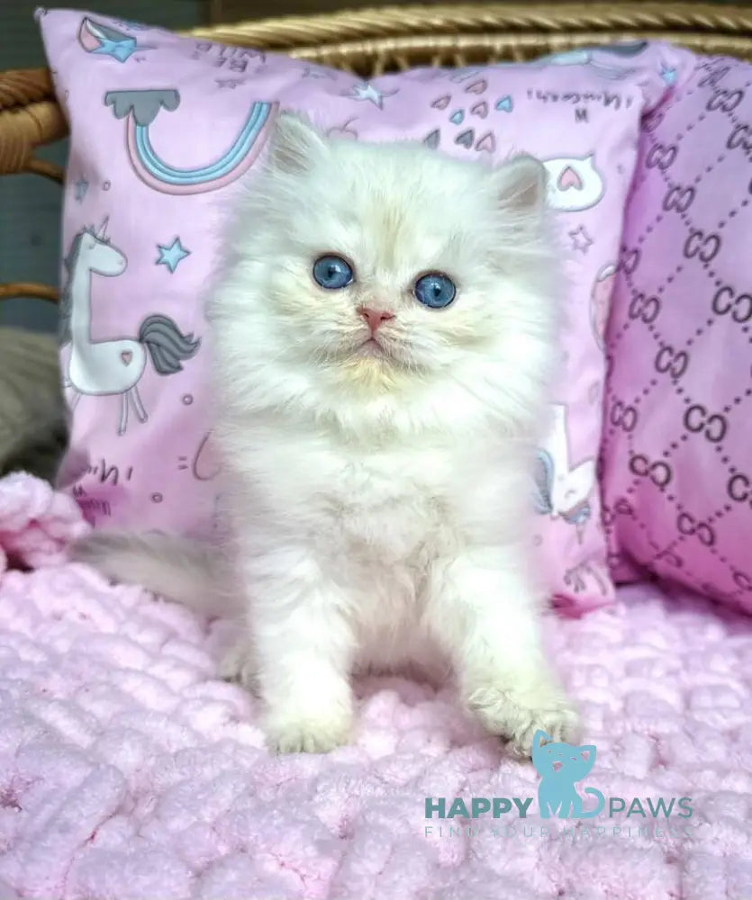Qasim British Longhair male blue golden chinchilla pointed live animals