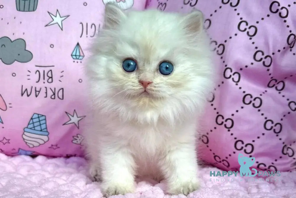 Qasim British Longhair male blue golden chinchilla pointed live animals