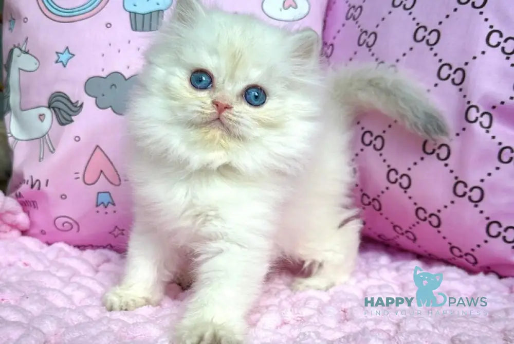 Qasim British Longhair male blue golden chinchilla pointed live animals