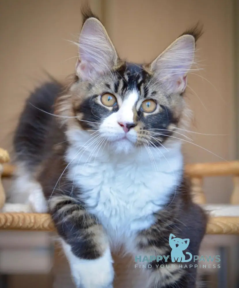 Qasim Maine Coon male black with white ticked tabby live animals