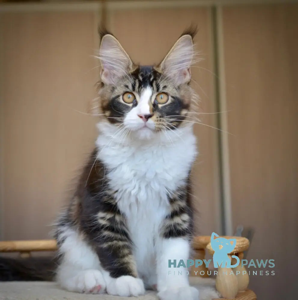 Qasim Maine Coon male black with white ticked tabby live animals