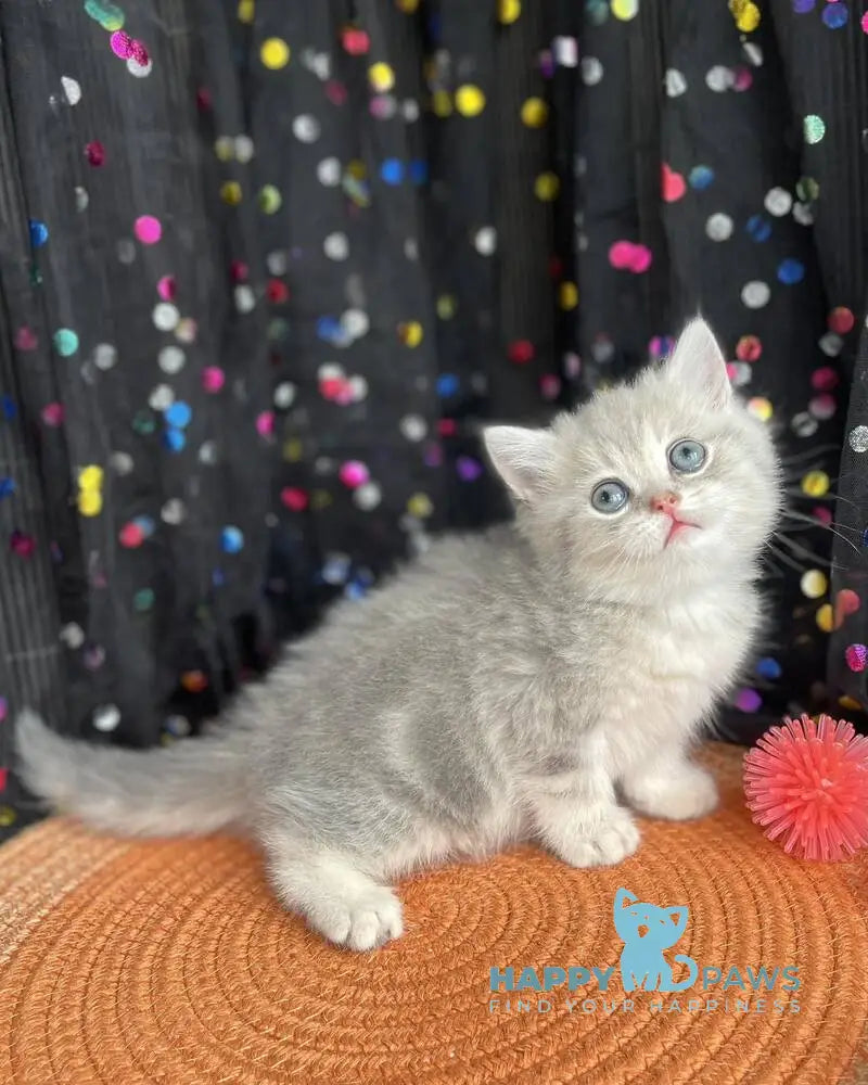 Qasper British Shorthair male blue golden tabby live animals