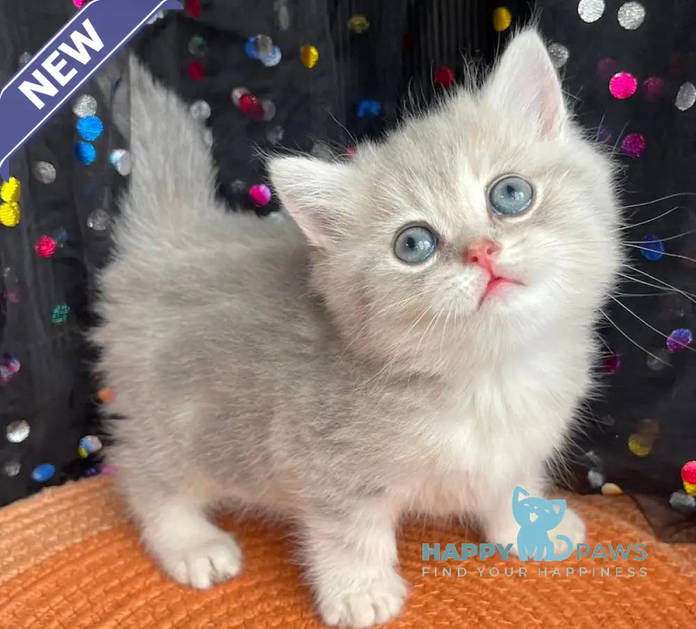 Qasper British Shorthair male blue golden tabby live animals