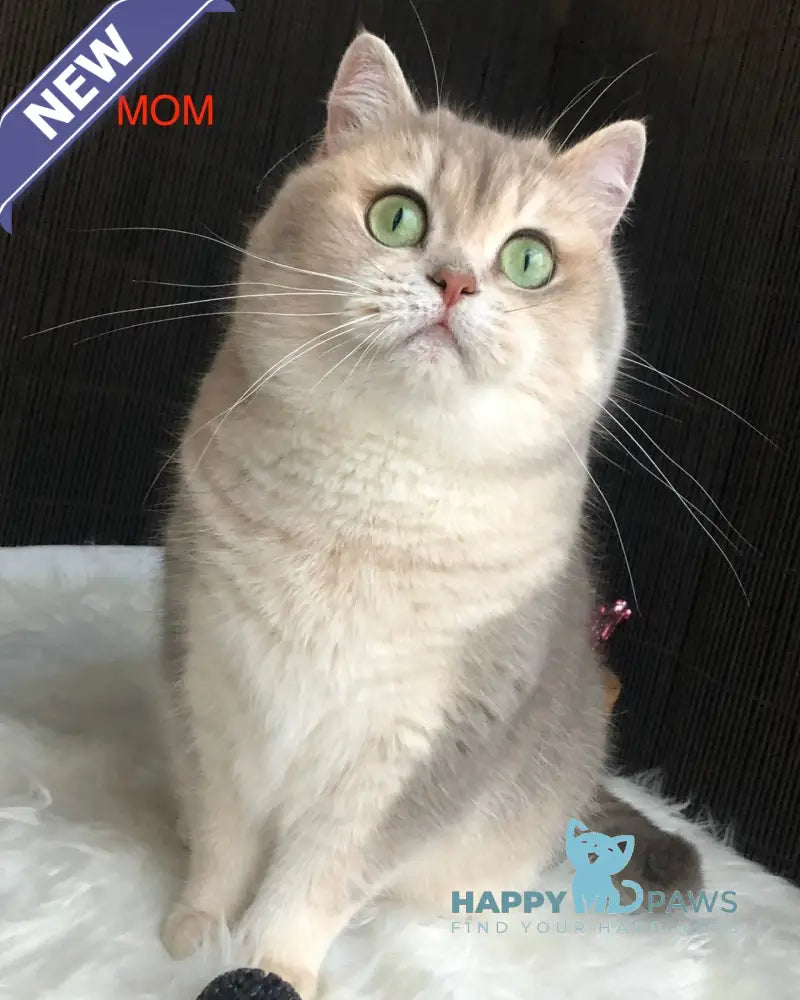 Qasper British Shorthair male blue golden tabby live animals