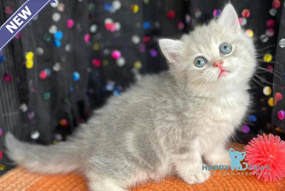 Qasper British Shorthair male blue golden tabby live animals