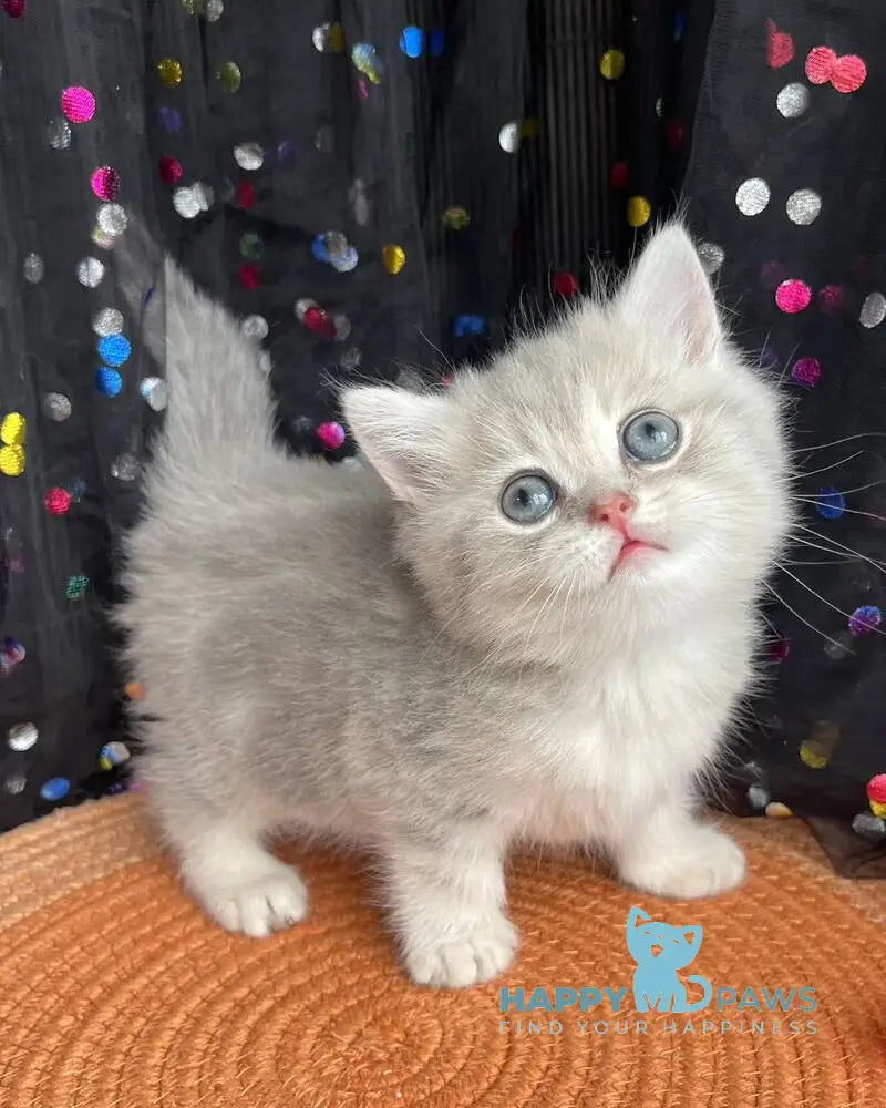 Qasper British Shorthair male blue golden tabby live animals