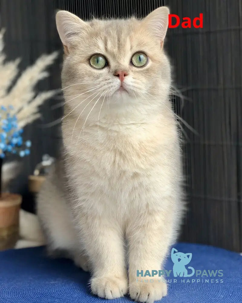Qasper British Shorthair male blue golden tabby live animals