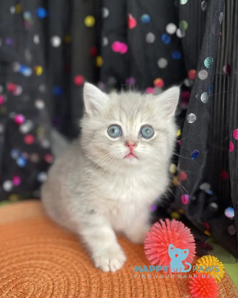 Qasper British Shorthair male blue golden tabby live animals