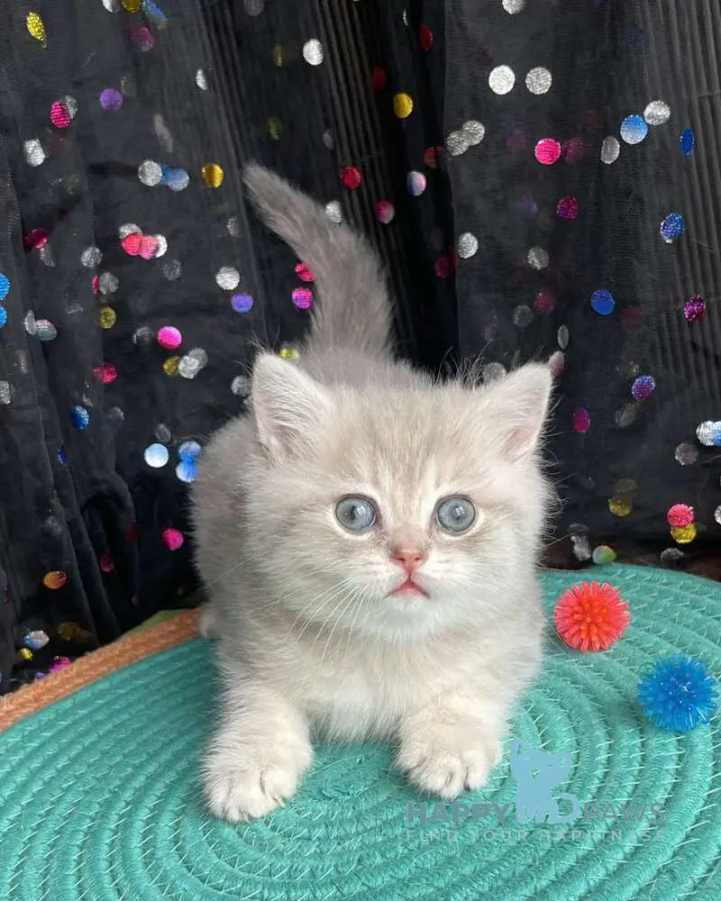Qasper British Shorthair male blue golden tabby live animals