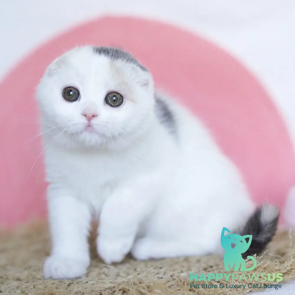 Qaylie Scottish Fold female blue tortie tabby harlequin - live animals