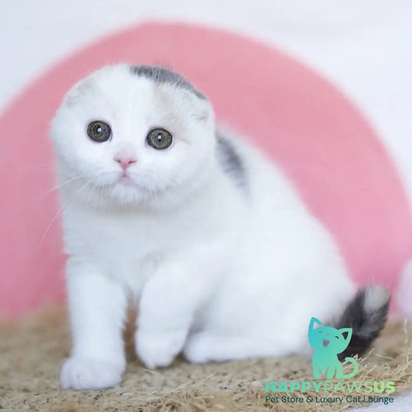 Qaylie Scottish Fold female blue tortie tabby harlequin - live animals