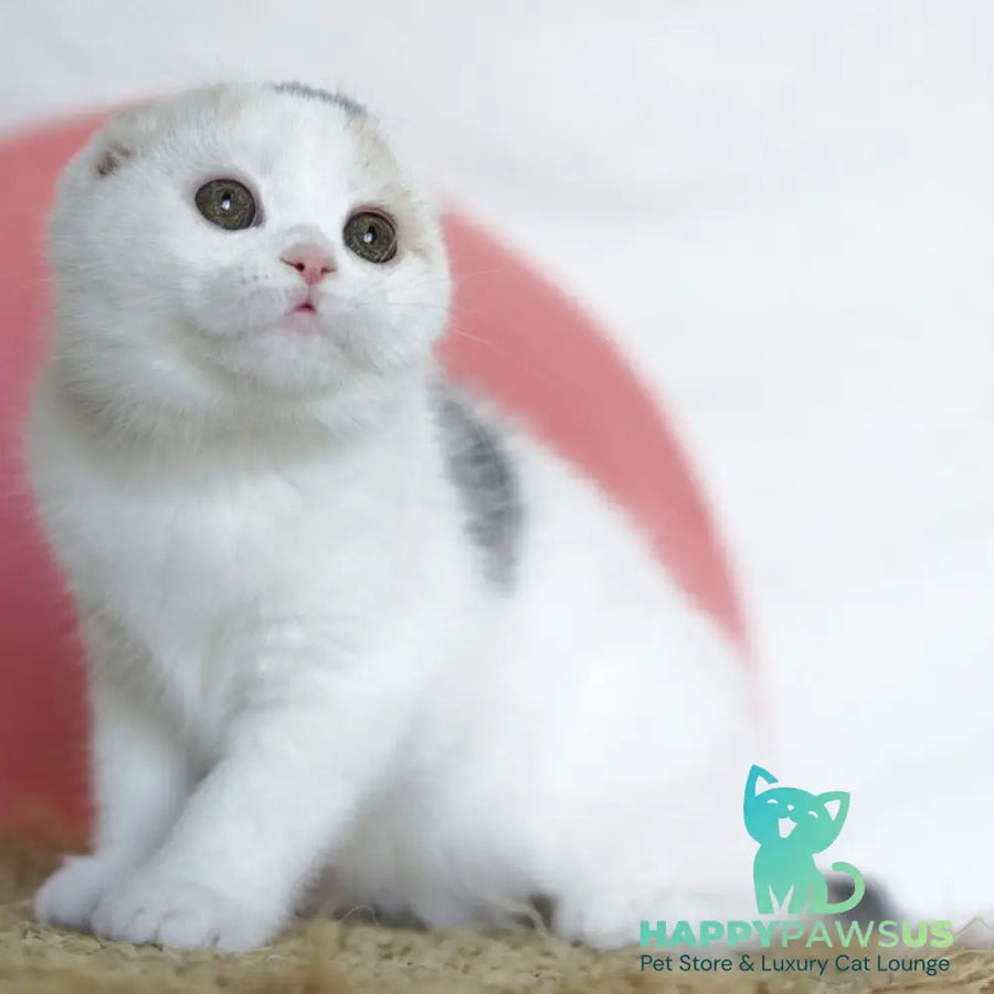 Qaylie Scottish Fold female blue tortie tabby harlequin - live animals