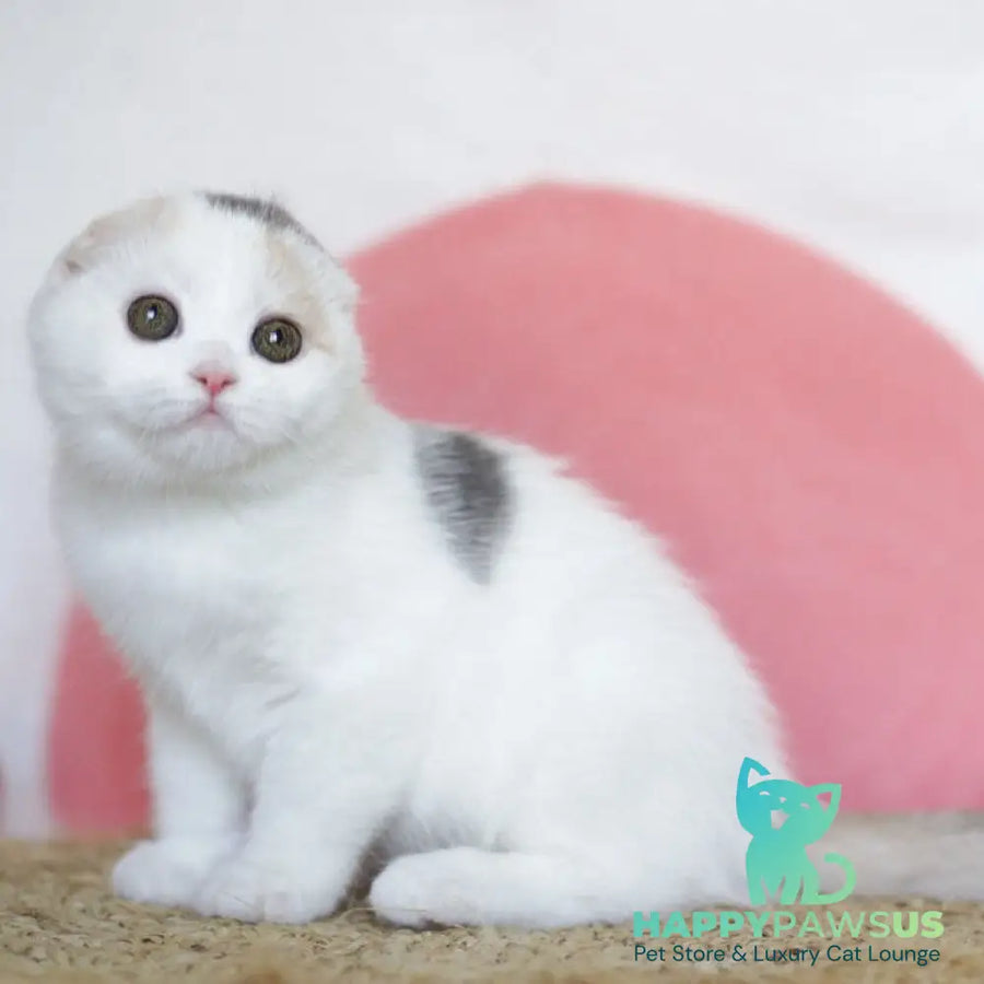Qaylie Scottish Fold female blue tortie tabby harlequin - live animals