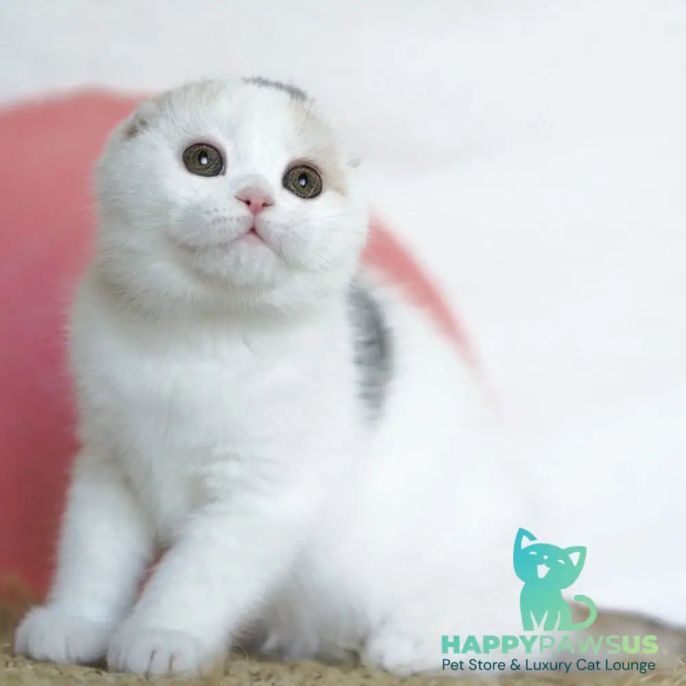 Qaylie Scottish Fold female blue tortie tabby harlequin - live animals