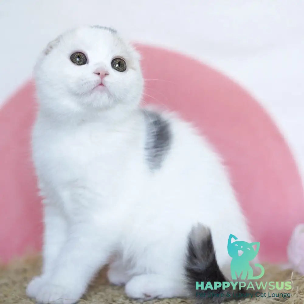 Qaylie Scottish Fold female blue tortie tabby harlequin - live animals