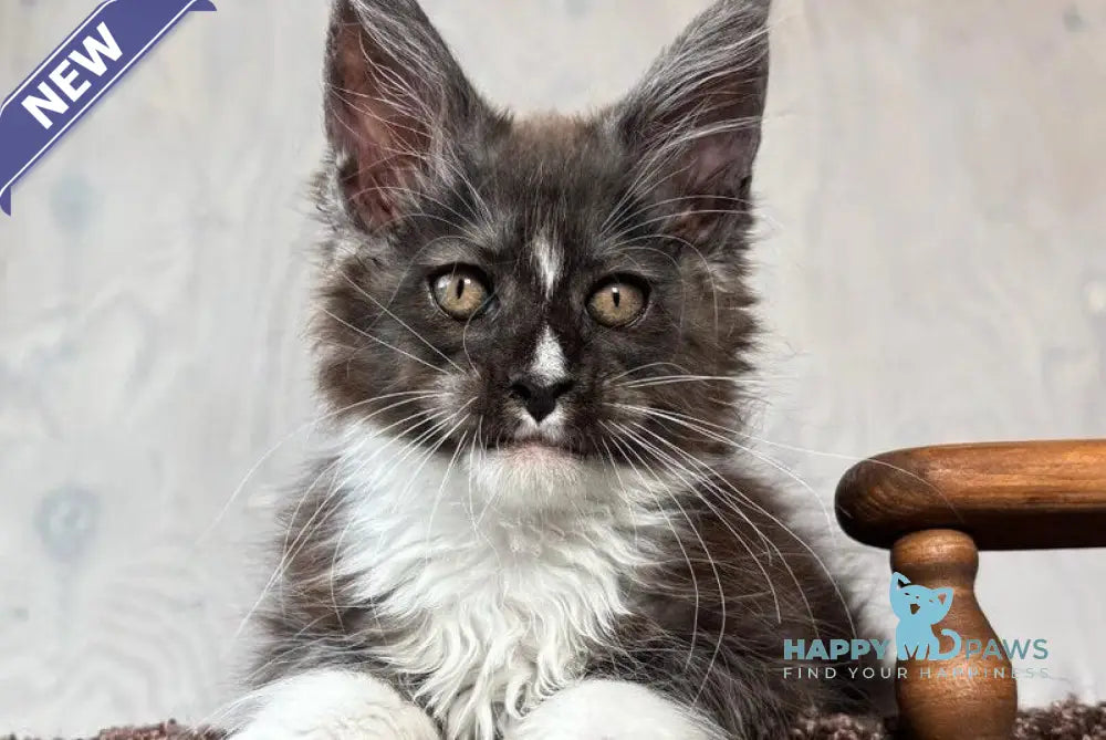 Q’Cooper Maine Coon male black silver bicolour live animals