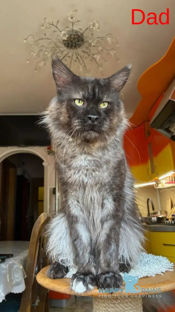 Q’Cooper Maine Coon male black silver bicolour live animals