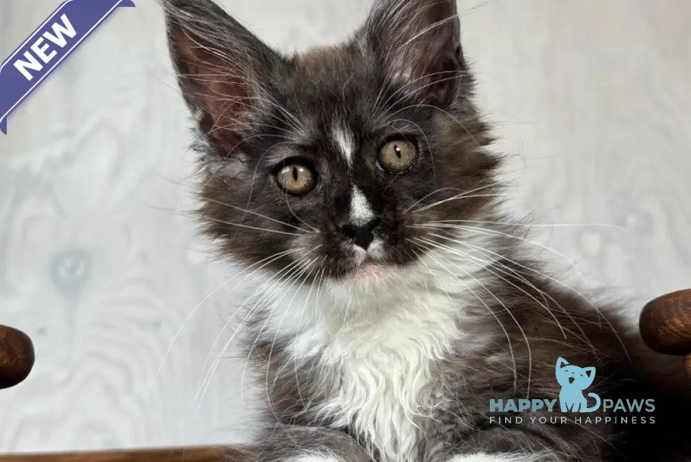 Q’Cooper Maine Coon male black silver bicolour live animals