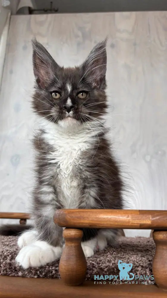Q’Cooper Maine Coon male black silver bicolour live animals