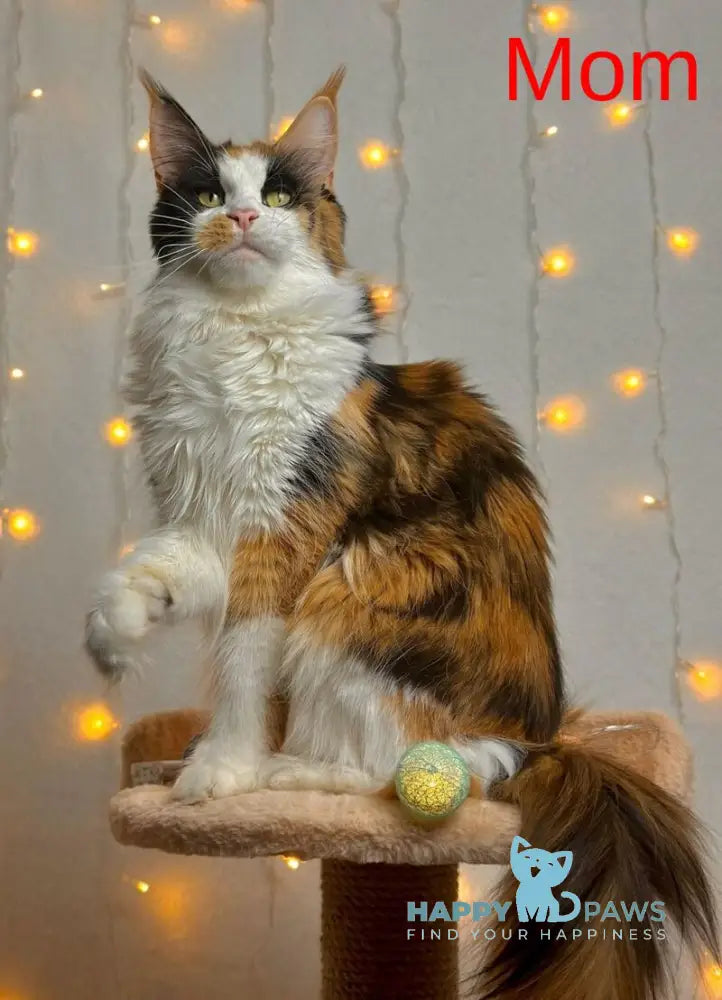 Q’Cooper Maine Coon male black silver bicolour live animals