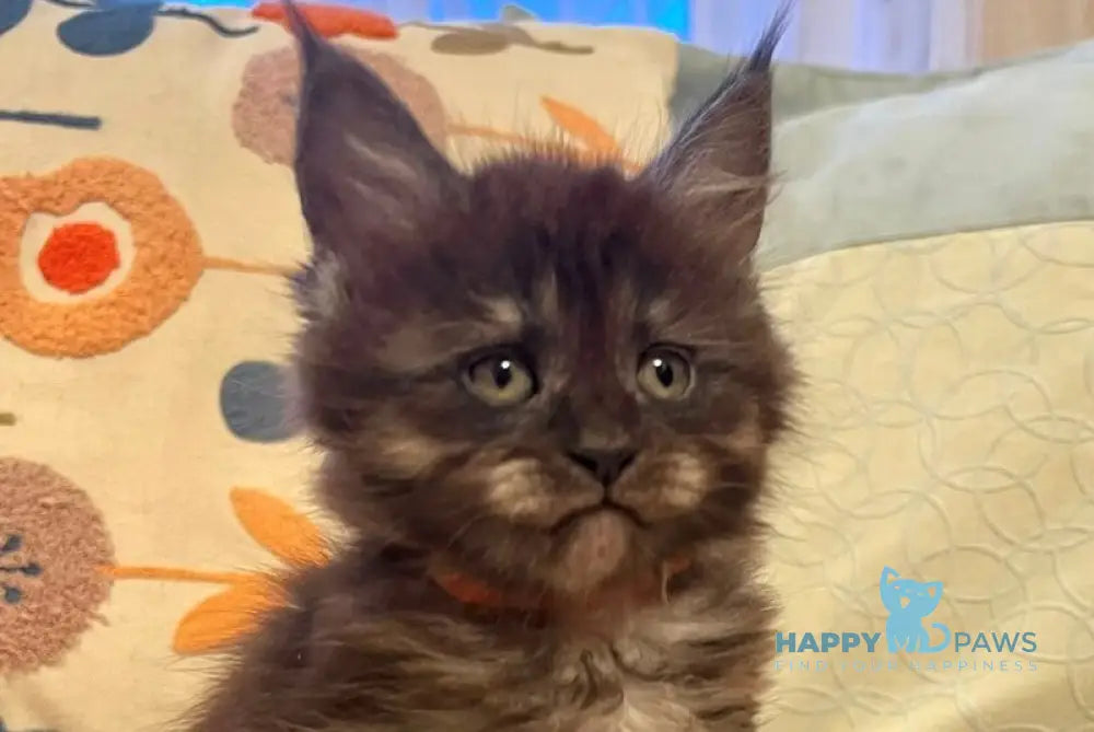 Qeisi Maine Coon female black silver live animals