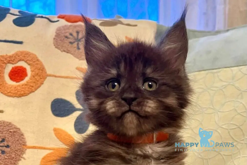 Qeisi Maine Coon female black silver live animals