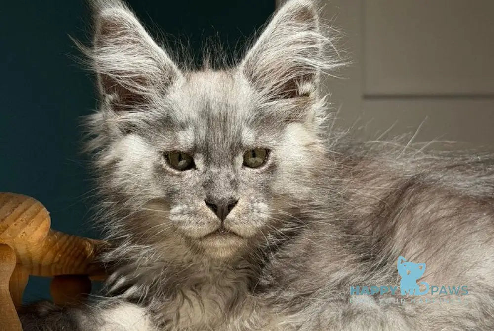 Qian Maine Coon male black silver - live animals