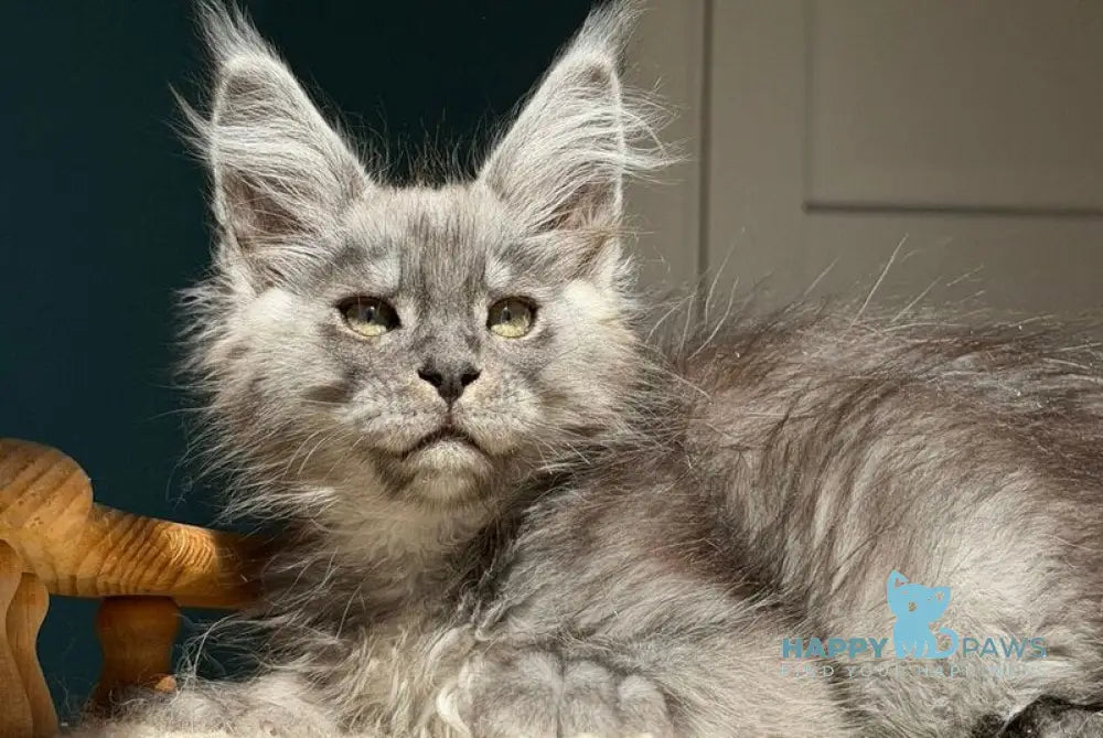 Qian Maine Coon male black silver - live animals