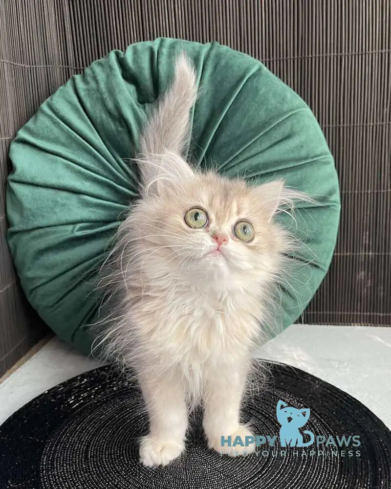 Qiana British Longhair female blue golden shaded live animals