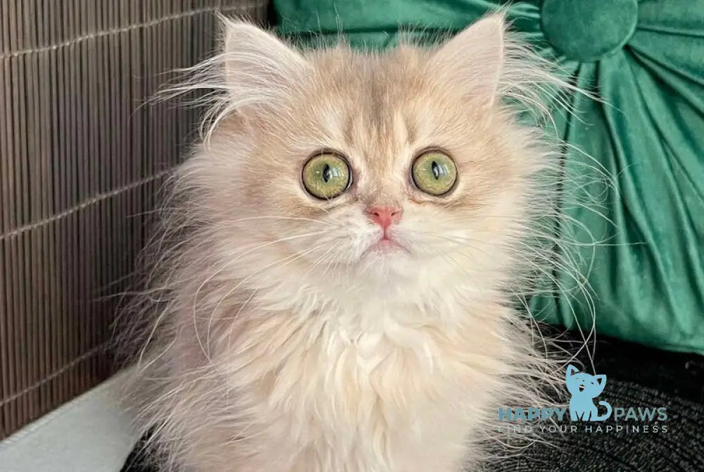 Qiana British Longhair female blue golden shaded live animals