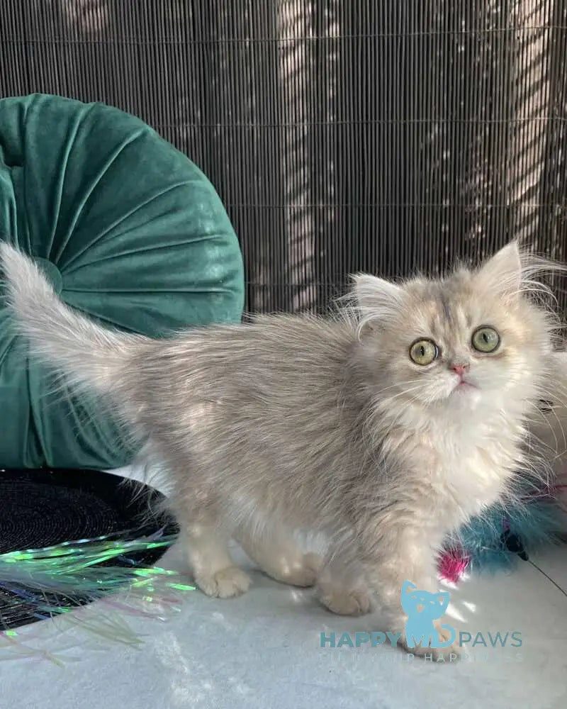 Qiana British Longhair female blue golden shaded live animals