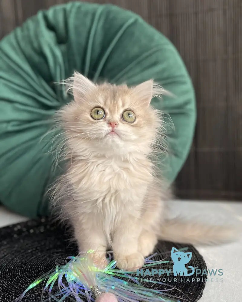 Qiana British Longhair female blue golden shaded live animals