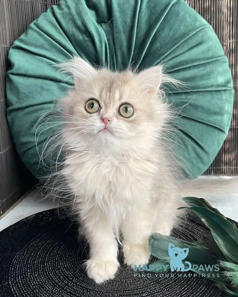 Qiana British Longhair female blue golden shaded live animals