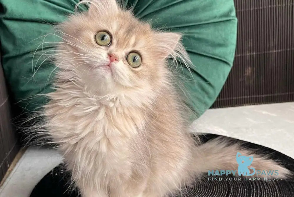 Qiana British Longhair female blue golden shaded live animals