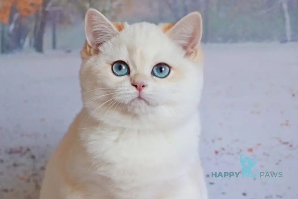 Qiana British Shorthair female black golden chinchilla pointed live animals