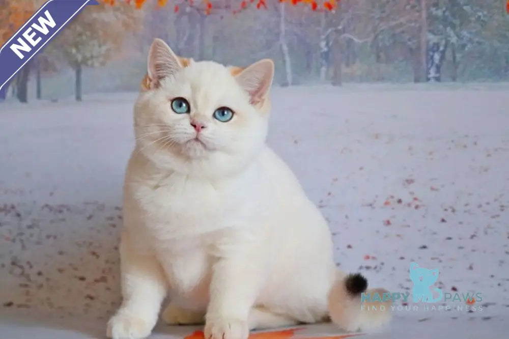 Qiana British Shorthair female black golden chinchilla pointed live animals