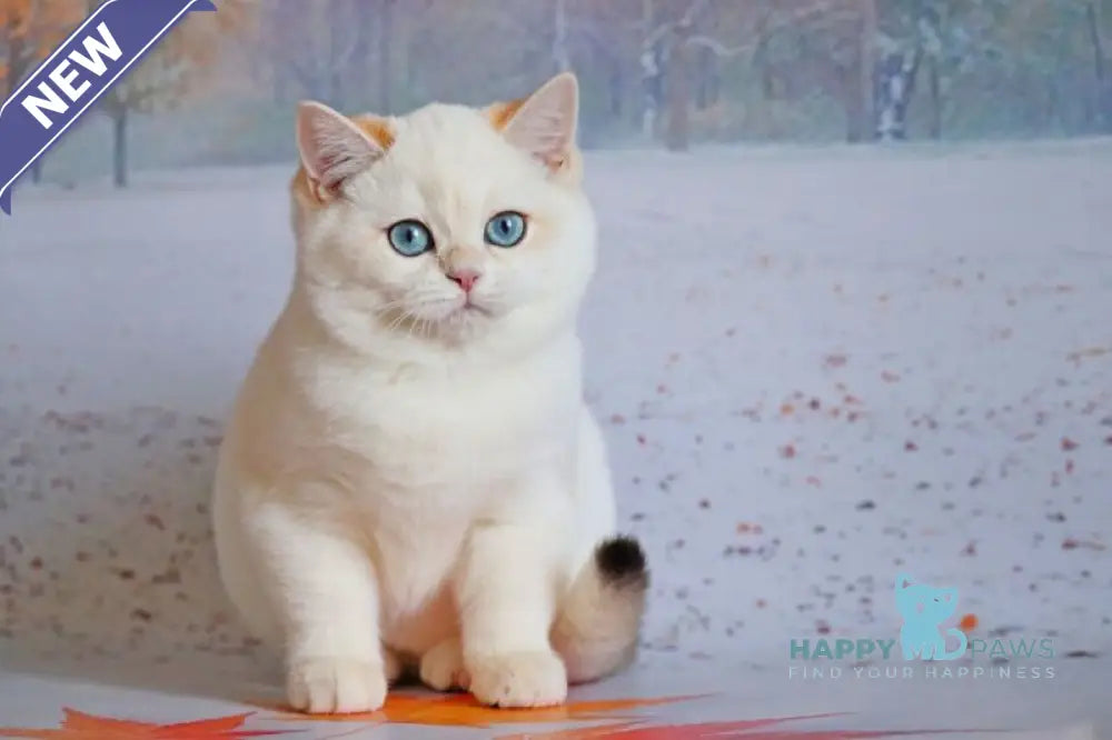 Qiana British Shorthair female black golden chinchilla pointed live animals